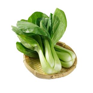 青菜种子大全四季正宗上海青菜种子耐寒抗热矮脚油菜籽种小白菜籽