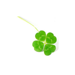 【幸运草花种子】阳台观赏花卉三叶草盆栽白三叶草种子红三叶四季