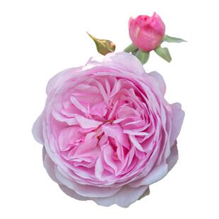 海蒂的花园旗舰店奥利维亚丰花灌木月季庭院阳台花卉植物盆栽苗