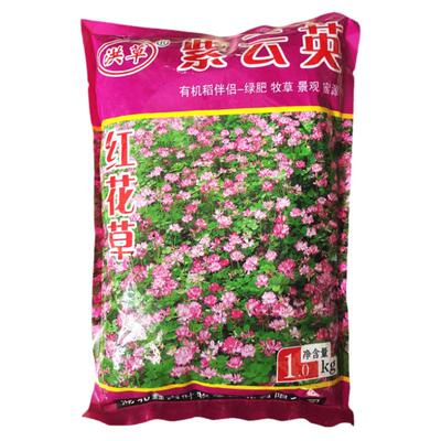 春夏季紫云英种子牛羊鸡鸭鹅食用