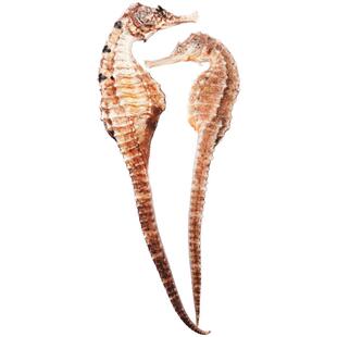 张郎中三斑海马干货中药材泡酒中药饮片一公一母煲汤正品滋补养生