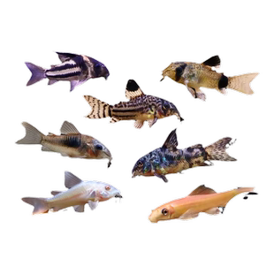 老鼠鱼活体清道夫金苔鼠花椒鼠白鼠清洁工具鱼底栖鱼除藻吃青苔鱼