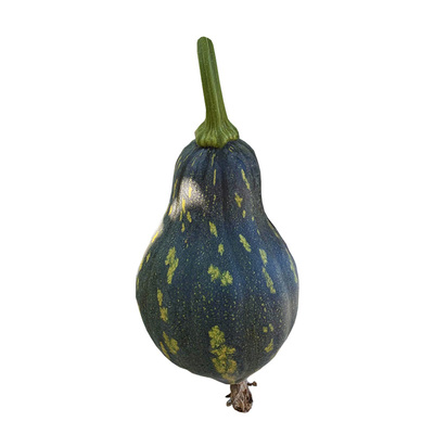 农点赞春秋香甜软糯早熟南瓜种子