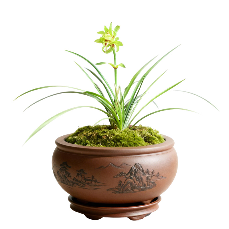 兰花苗春兰浓香奇花千岛之花细叶名贵盆栽室内客厅好养带花苞室内