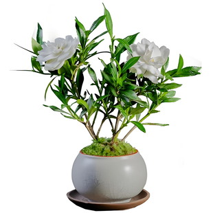 栀子花黄栀子金栀子银栀子山栀花林兰木丹越桃木横枝玉荷花吸甲醛