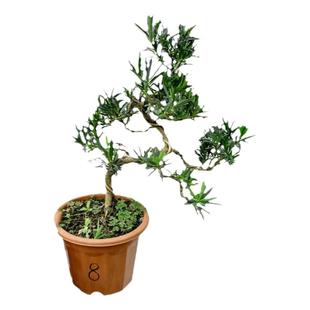 素材苗罗汉松一物一拍造型盆栽植物苗庭院室内桌苗常绿盆景绿植