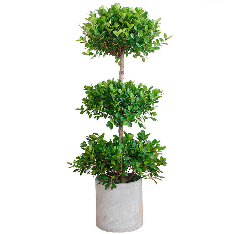 摇钱树金钱榕盆景大盆栽植物
