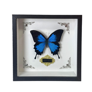 天堂凤蝶标本澳大利亚国蝶英雄翠凤蝶真蝴蝶原蝶展翅相框生日礼物