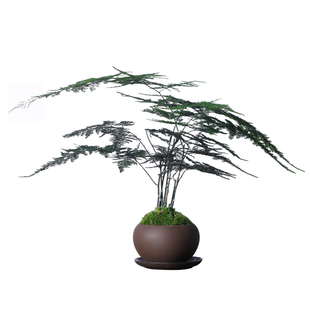 文竹紫砂盆栽室内植物办公室绿植中式禅意竹子苔藓易养花卉小盆景