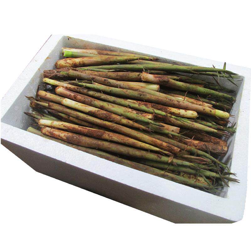 力荐5斤小竹笋新鲜现挖发货