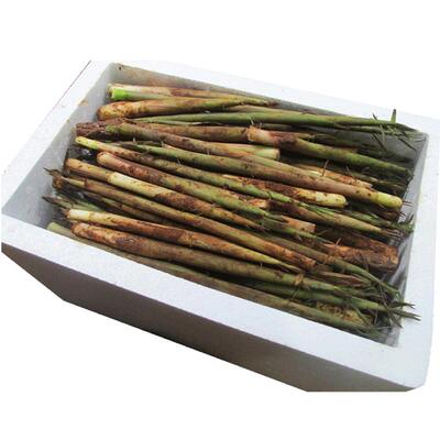 力荐5斤小竹笋新鲜现挖发货