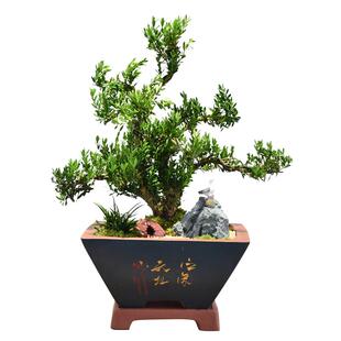 雀舌龙鳞黄杨盆景米叶皱皮老桩盆栽植物室内客厅四季常青好养绿植