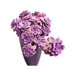 紫乐老桩(糖心紫乐)多肉植物悬崖庭院盆栽绿植新手好养超大