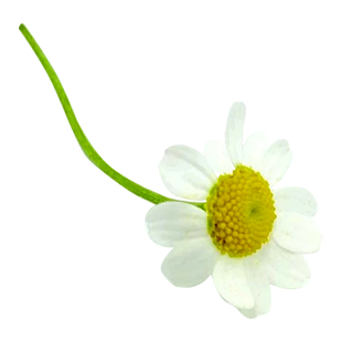 新鲜 洋甘菊50朵小白菊 西餐日料烘焙酒店餐厅摆盘装饰点缀花草叶