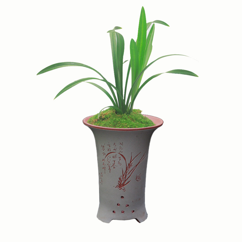 绿植荷瓣夏季兰花苗浓香绿植好养