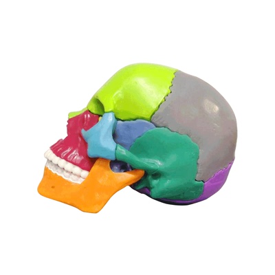 康复教具迷你头骨模型彩色颅骨