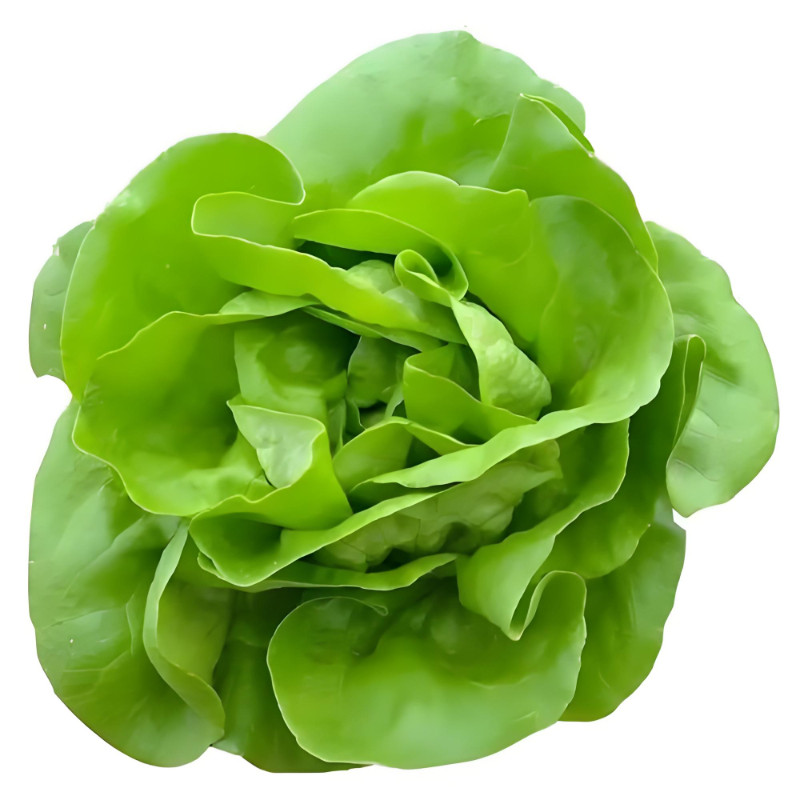 四季奶油生菜种子生吃熟食