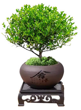 小叶赤楠盆栽室内绿植物桌面盆景