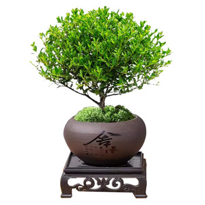 小叶赤楠盆景老桩树苗室内办公室桌面花卉绿植物盆栽四季金丝楠木