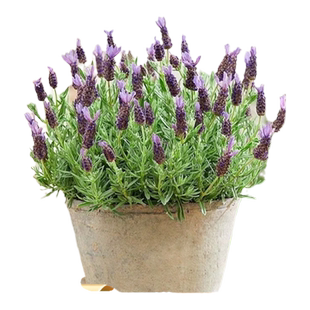 薰衣草盆栽带花驱蚊植物室外适合夏天种四季开好养花卉网红草绿植