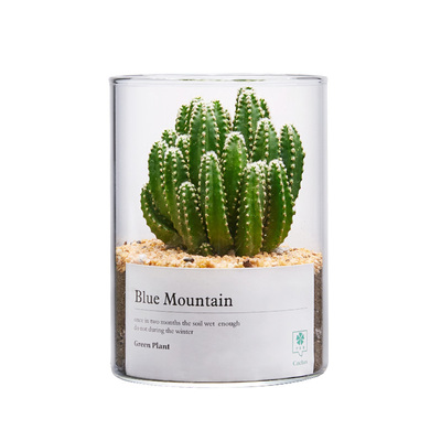 玉露多肉植物仙人球办公室防辐射