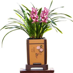 翁源兰花苗正品大花蕙兰红酒之恋大花樱花浓香好养室内绿植卉盆栽