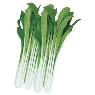 长梗白菜种子壶瓶长梗白种籽花叶高梗白高杆箭杆小白菜青菜蔬菜孑