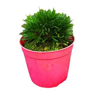 水培菖蒲草微型盆景金钱贵船苔随手香室内好养附石造景绿植小盆栽