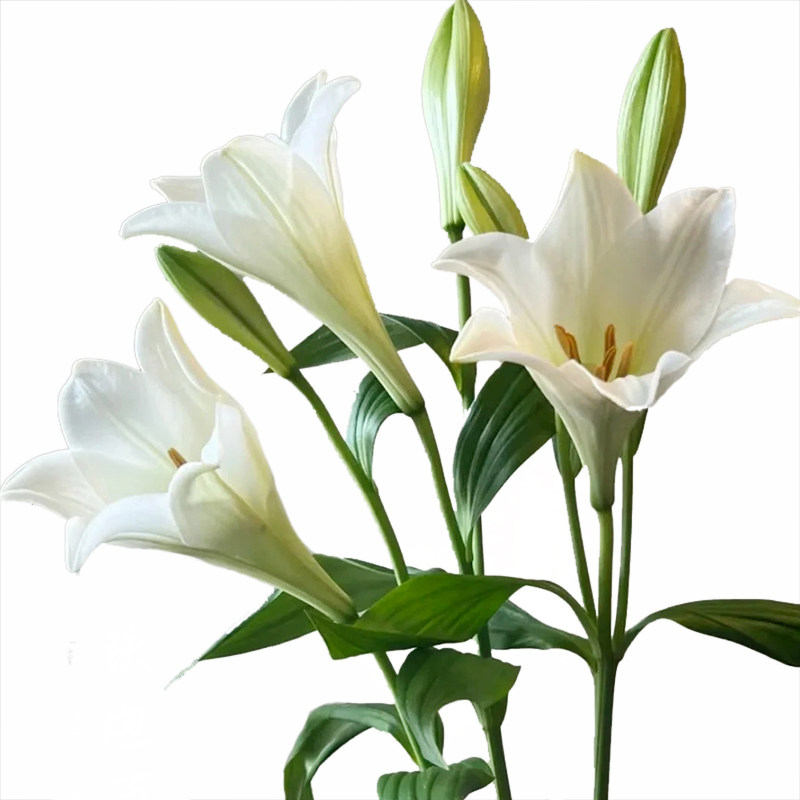 新鲜百合花水养铁炮家庭插花