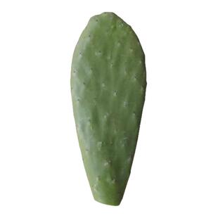 仙人掌盆栽新鲜墨西哥米邦塔可食用药用仙人掌多肉种植外敷鲜叶片