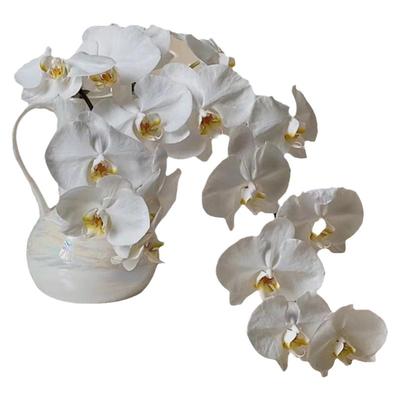 白色蝴蝶兰鲜切真花V3级花期超长