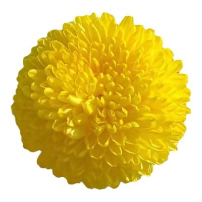 金丝皇菊花茶商用手选无虫特大朵