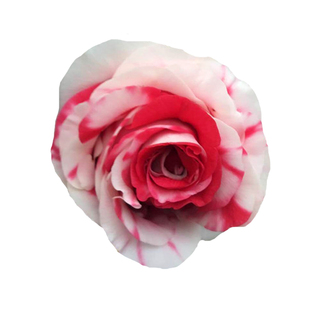 吉普赛女郎玫瑰山茶花苗室内外茶花盆栽花卉福建龙岩稀有品种绿植