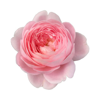 海蒂的花园月季花苗粉色龙沙宝石蓝色阴雨爬藤室外地栽月季盆栽