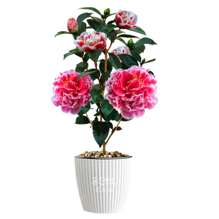 龙火珠福建龙岩盆栽包邮进口茶花树苗庭院客厅阳台室内外绿植花卉