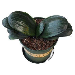 永福花乡园艺 宽叶君子兰 宽叶圆头和尚君子兰元宝 君子兰盆栽