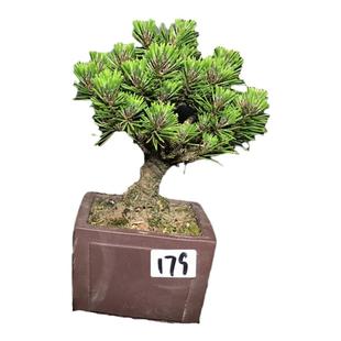 一图一拍日本千寿丸盆景针叶极短阳台庭院客厅盆栽老桩迎客松常绿