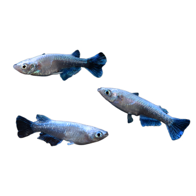 诞生不久的一种好养冷水小型鱼