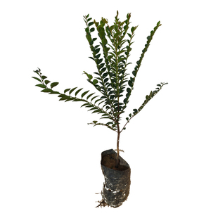 珍贵盆栽台湾黑骨茶苗盆景造型庭院室外阳台小叶紫檀树苗耐寒植物