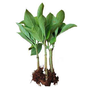 云南昆明绣球花苗宝塔八仙花 扦插苗无尽夏新娘多品种100棵包邮