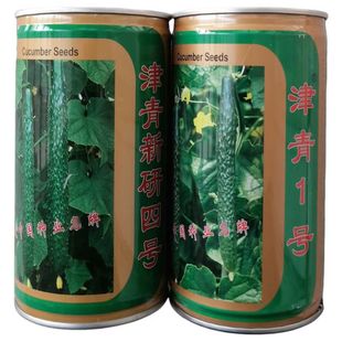 津青一号津青新研四号黄瓜种子高产抗病瓜条顺直大田基地黄瓜种籽