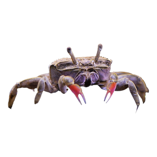 迷你蟹辣椒蟹相手蟹招潮蟹将军蟹螃蟹鱼缸观赏蟹吃虫淡水蟹活体