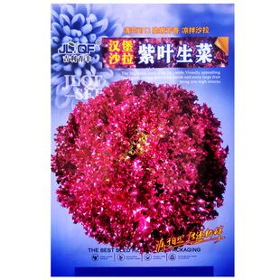 汉堡沙拉紫叶生菜种子紫红色易种生菜籽春秋农家田园庭院蔬菜种孑