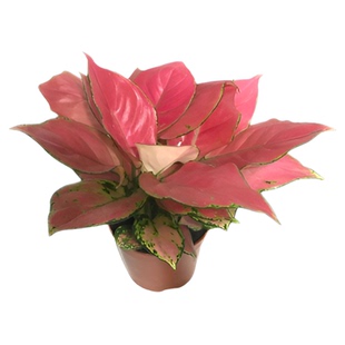 吉利红如意皇后花苗小盆栽桌面好养绿植水培室内植物净化空气客厅