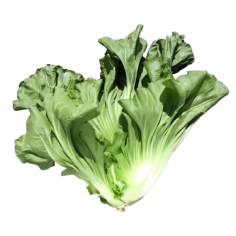 广东梅菜种子腌渍梅干菜