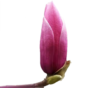 玉兰树苗大树带花苞耐寒庭院室外绿化植物白紫广玉兰花苗花卉盆栽