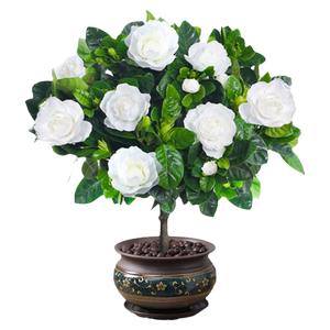 栀子花盆栽老桩花树绿植办公室内客厅盆景好养活四季开花驱蚊树苗