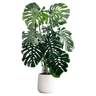 大叶龟背竹绿植客厅老桩盆栽植物室内大型落地办公室盆景高级巨型