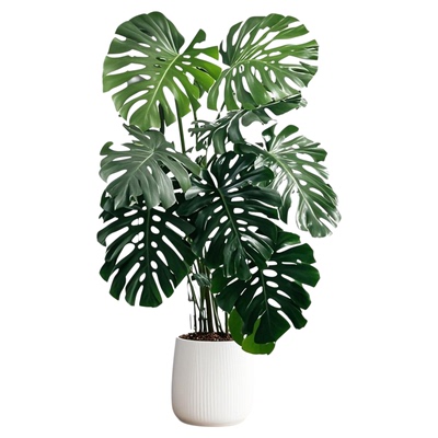 巨叶龟背竹精品真绿植