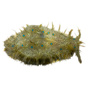 蓝点食藻海猪海兔吃藻吃红泥绿泥活体海水生物观赏宠物静风听海